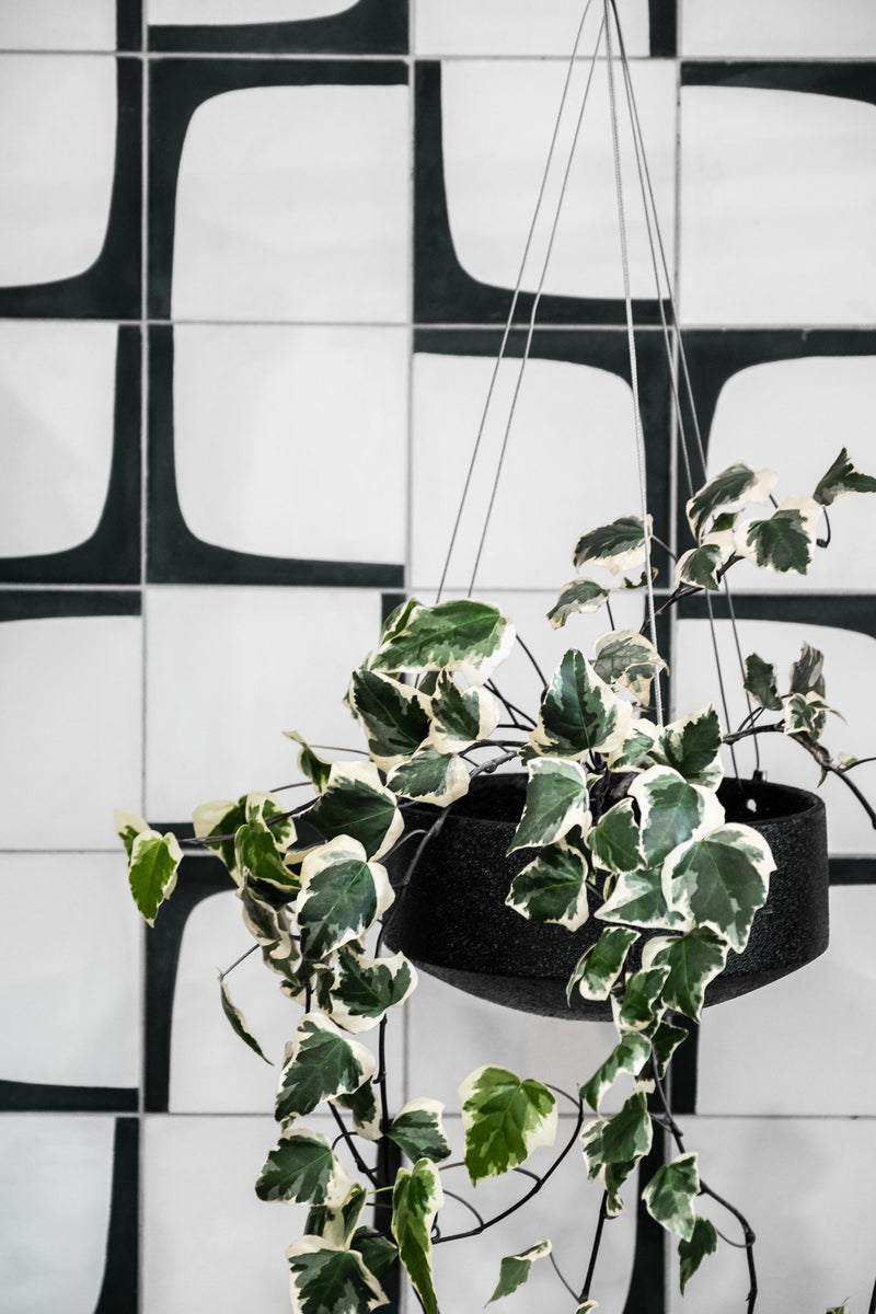 Embers Wall Planter - Large Charred in black and white with an organic finish on a tiled wall. (Brand: Zakkia)