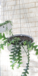 Two Zakkia Embers Table Planters - Small Charred with plants hanging from them, featuring a beautiful organic finish.