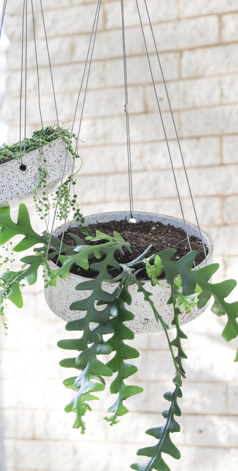 Two ZAKKIA Embers Hanging Planters - Small Charred, showcasing beautiful plants. Suitable for outdoor use.