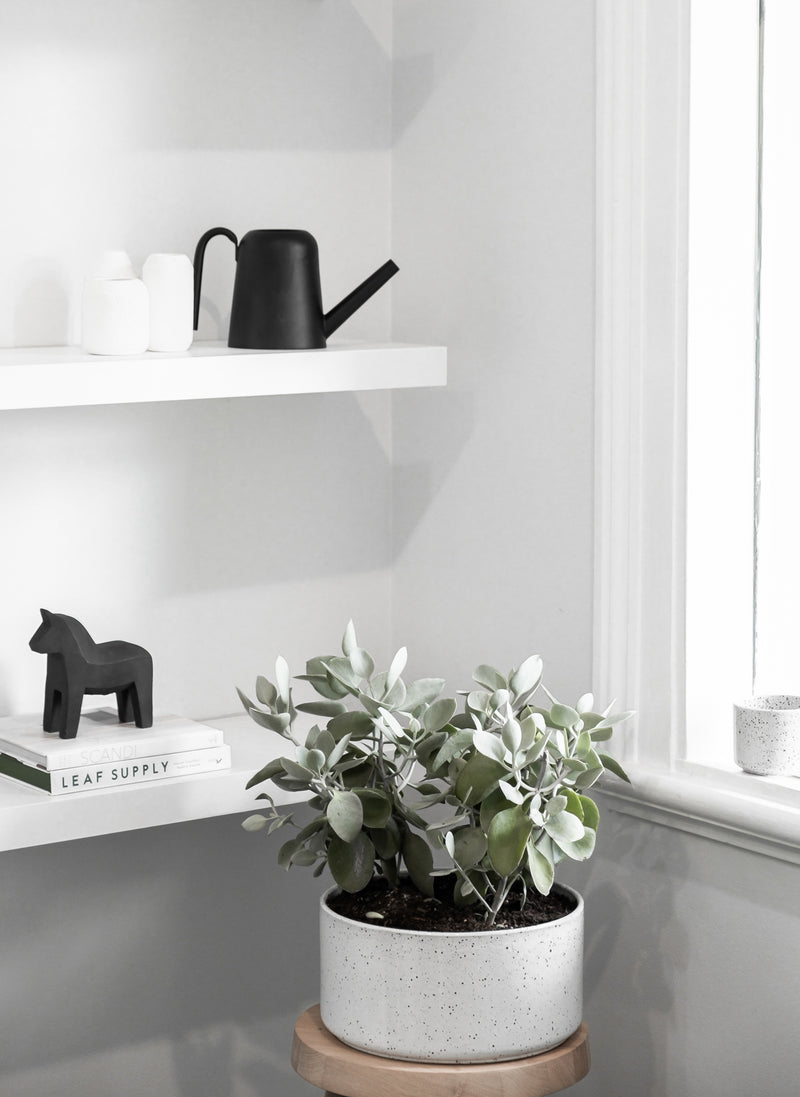 A unique black and white Embers Table Planter - Small Ash room with a Zakkia plant on a shelf featuring an organic finish.