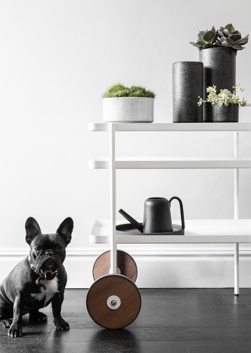 A french bulldog sits next to a white Zakkia shelf with Embers Table Planter - Small Charred potted plants.