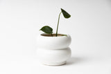 A HAZY POT by Ned Collections with a plant in it.