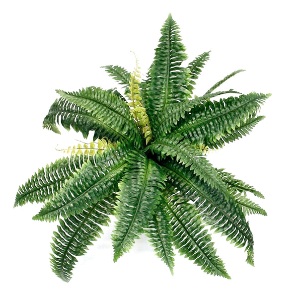 A Large Boston Fern by Artificial Flora on a white background, showcasing natural greenery.