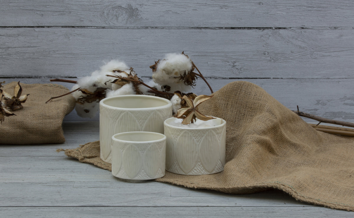 White Zakkia cotton jars and cotton plants on a wooden table, representing the indigenous knowledge of cracking.