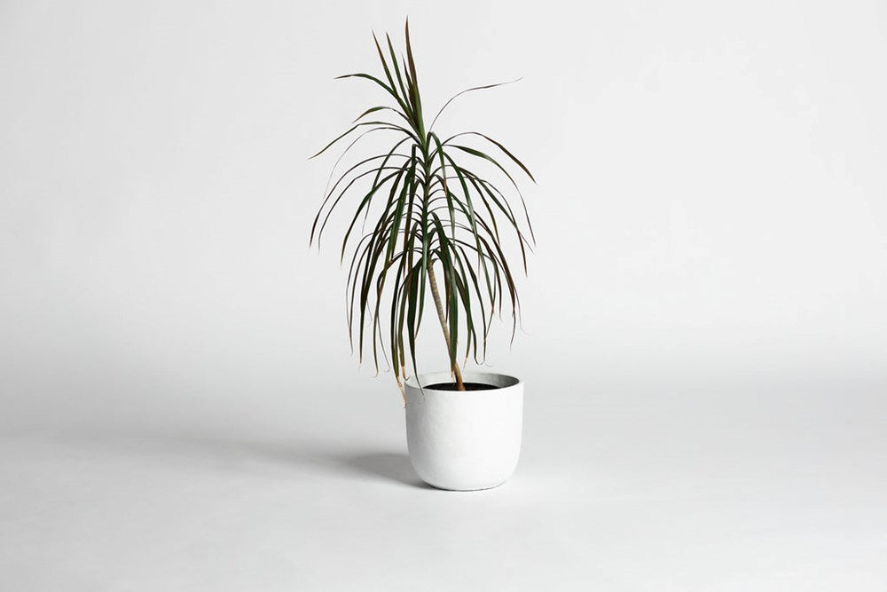 Mini Rustie Pot styled on a shelf with a sculptural plant