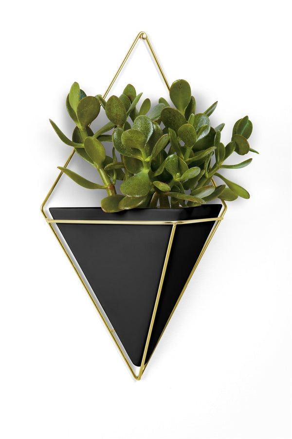 A modern design planter with a decorative touch, featuring a Trigg Wall Vessel - Black by Umbra.