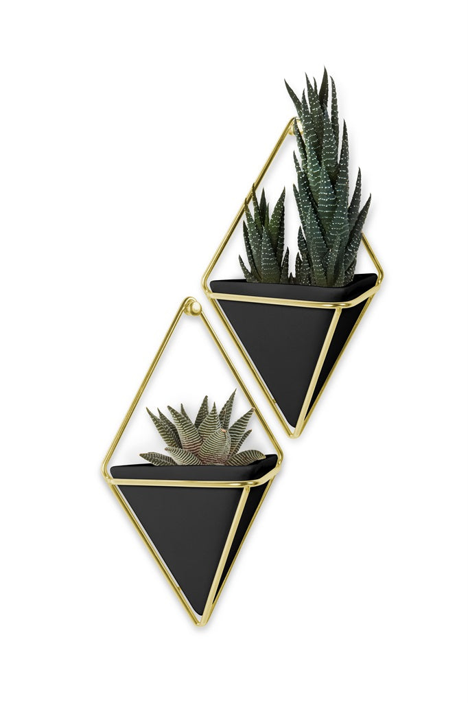 Two Umbra Trigg Wall Vessel geometric planters with succulents.