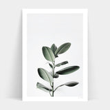 FICUS art print available for delivery.