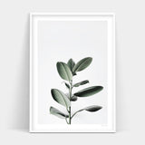 Ficus leaf print available for delivery.