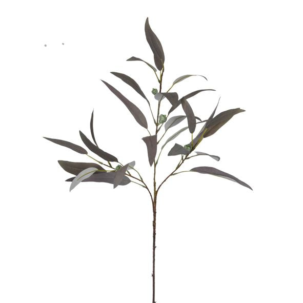 Willow eucalyptus stem with long grey green leaves on a plain white background
