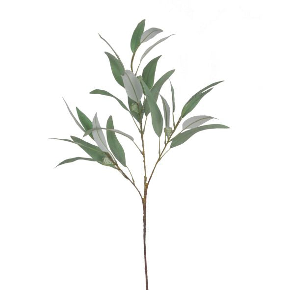 Willow eucalyptus stem with long narrow grey green leaves, shown on a white background