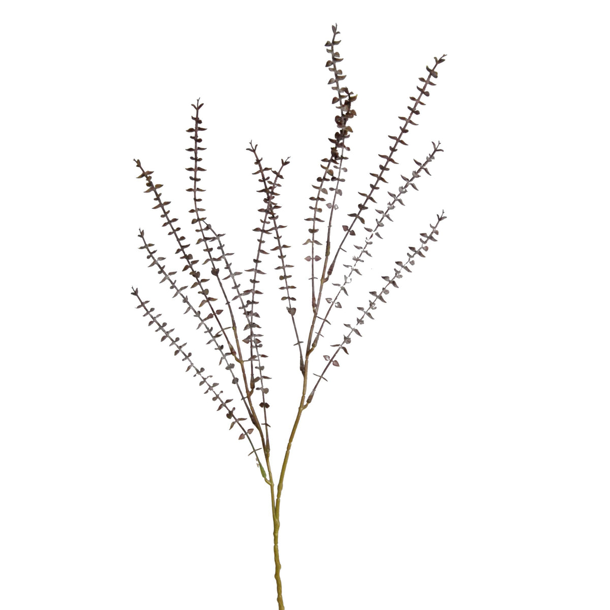 A bunch of Mini Eucalyptus Pulverulenta from Artificial Flora on a white background.