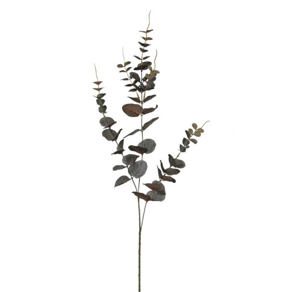 River gum eucalyptus spray in deep red with rounded leaves, on a plain background