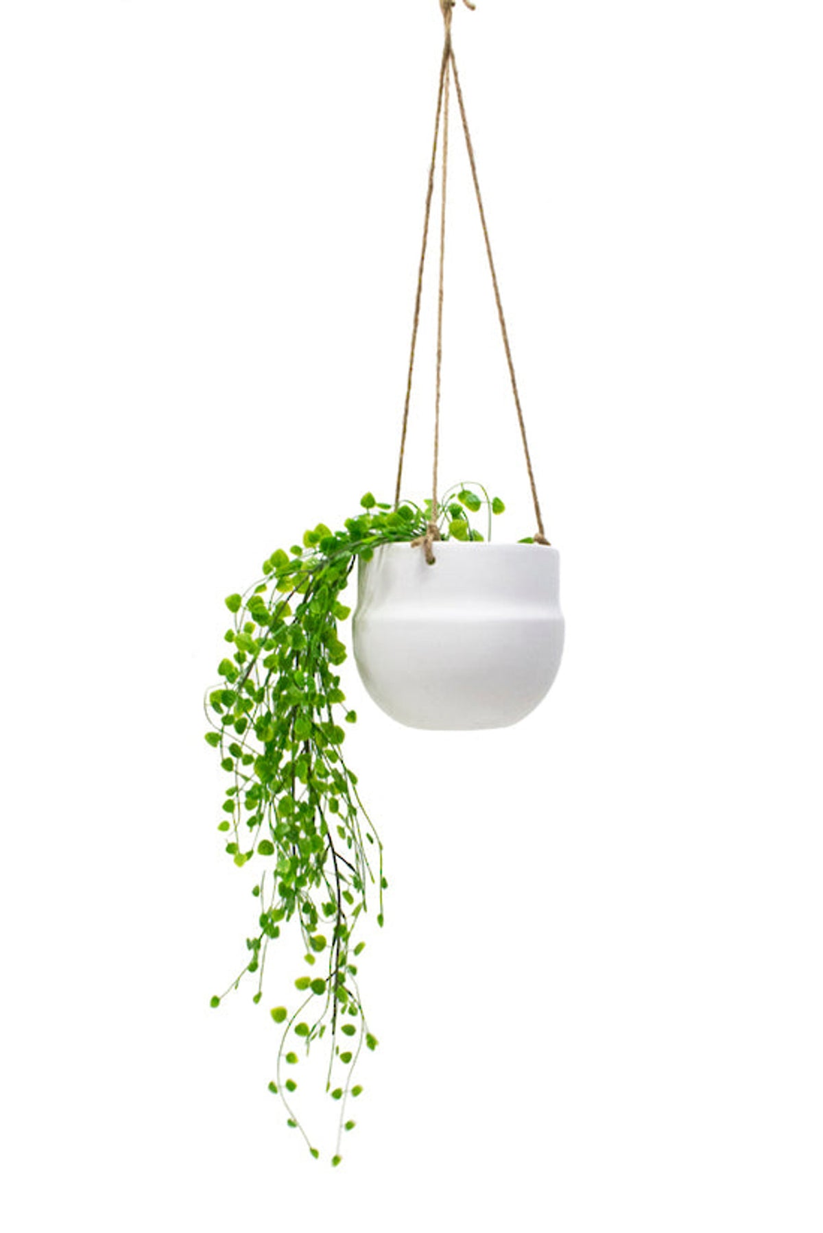 White porcelain hanging planter on jute rope with a trailing string of pearls plant, on white