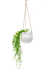 A Porcelain Hanging Pot Black / White from Pots & Planters with a green plant.