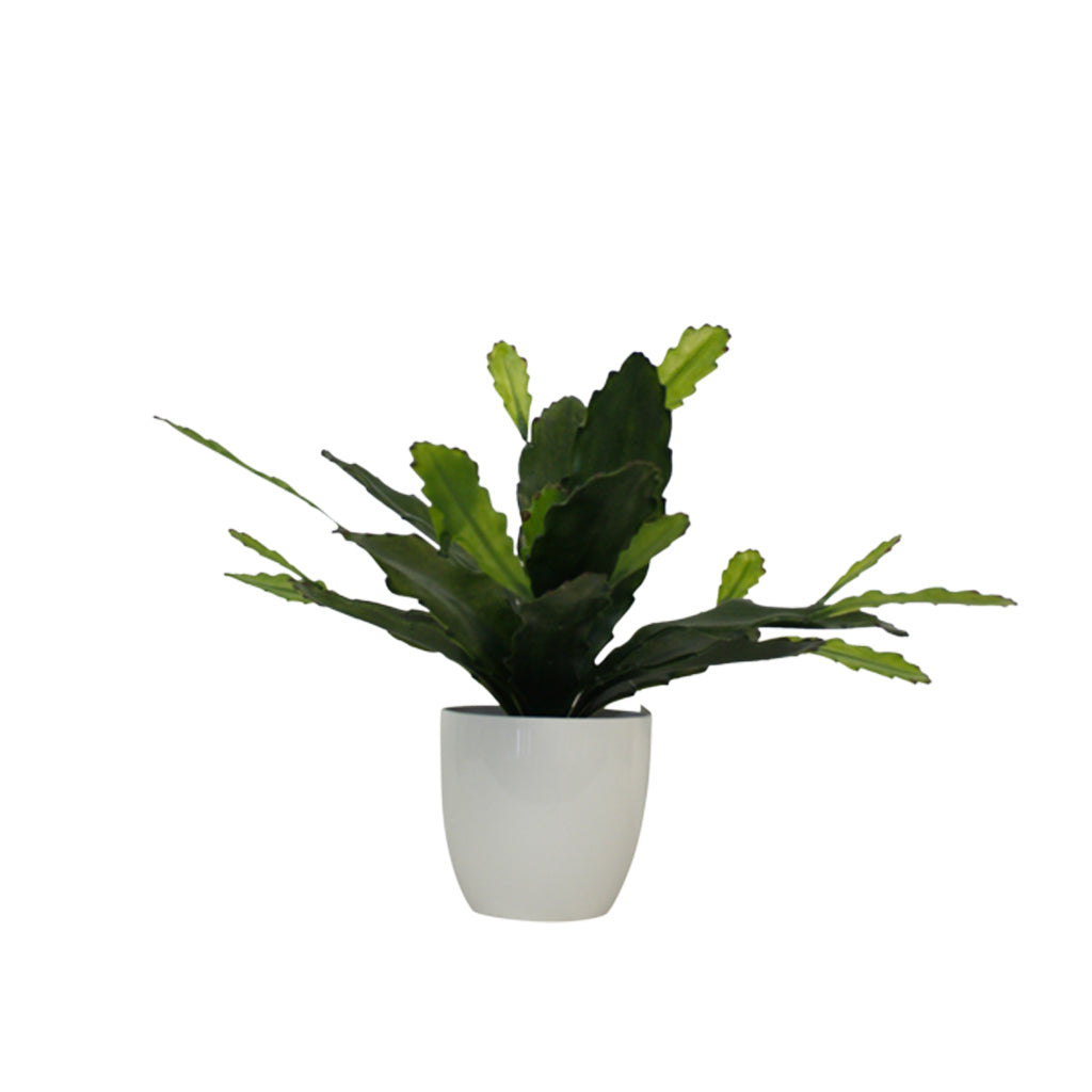 Epiphyllum, 38cm Potted Faux Plant