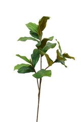 Magnolia Leaf Branch 1m