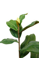 Magnolia Leaf Branch 1m