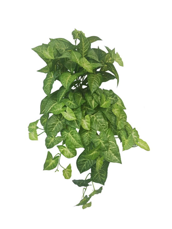 Real touch faux Nephthytis bush with variegated arrowhead leaves on a white background