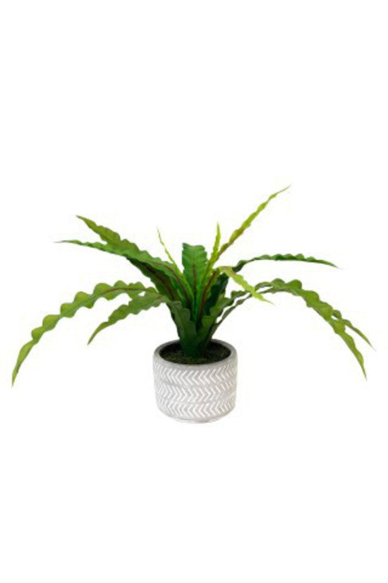 Faux fern with broad wavy fronds in a white chevron patterned pot, on a plain background