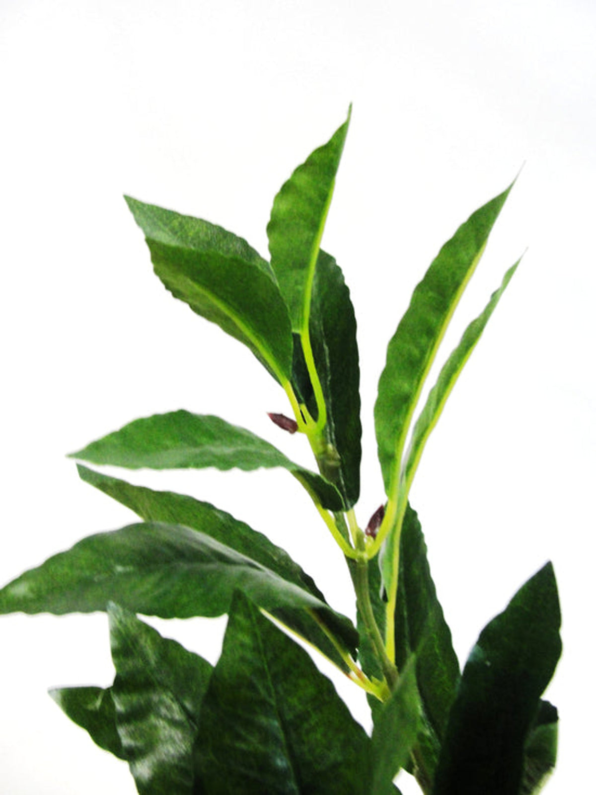 Close view of glossy bay leaves on the stem