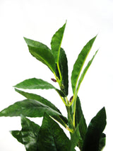 An Artificial Flora Bay Leaf Bush on a white background.