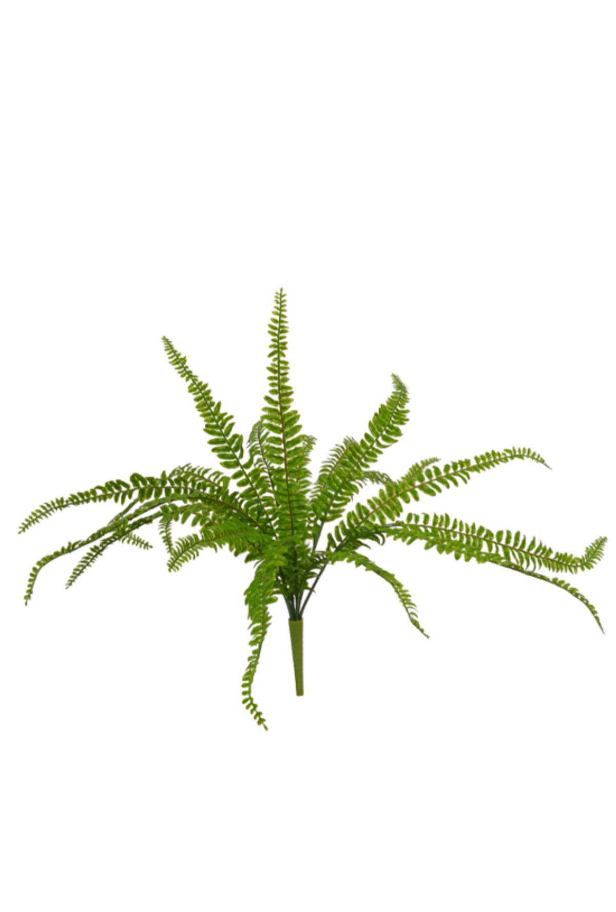 Deer fern with long lush green fronds, on white