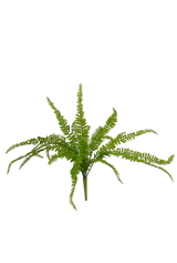 A vibrant green Deer Fern plant on a sleek black background from Artificial Flora.