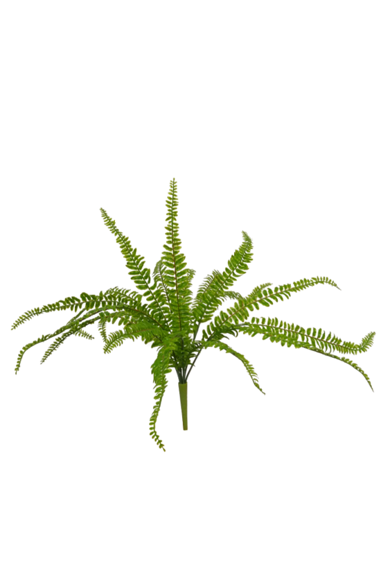 A vibrant green Deer Fern plant on a sleek black background from Artificial Flora.