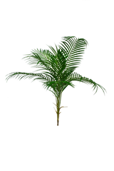 An Artificial Flora Plastic Areca Palm Spray with foliage on a black background.