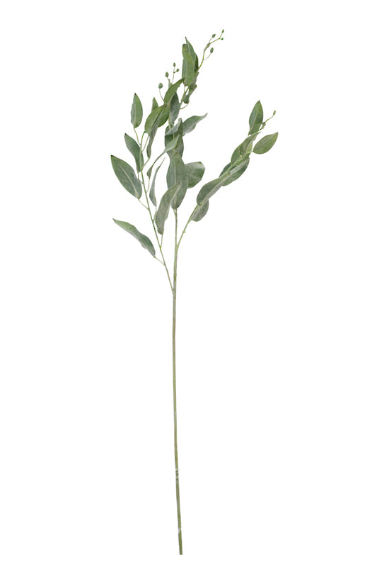 Garden Sage Spray stem with leaves, a natural greenery, on a white background.