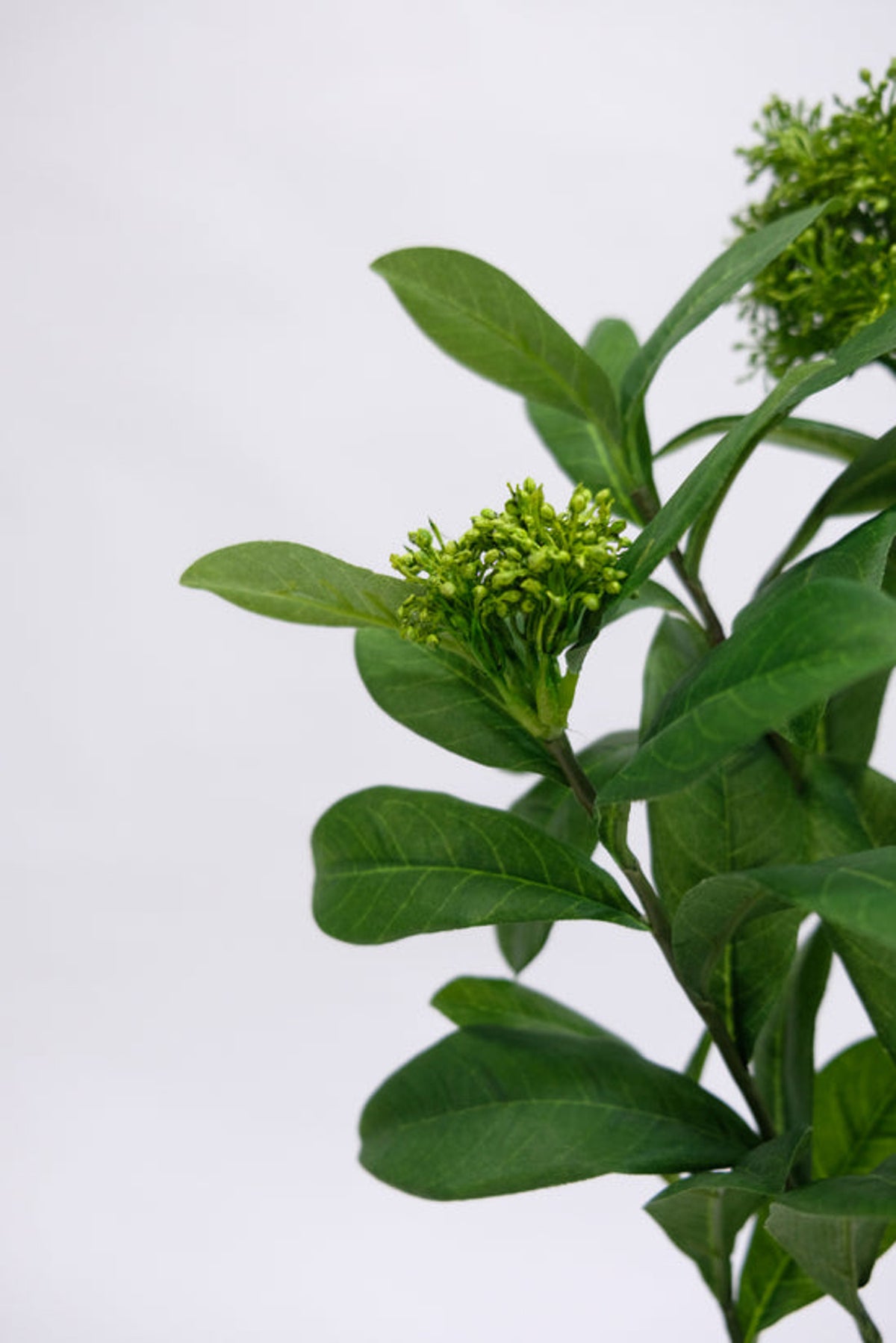 Close view of skimmia leaves and bud clusters on grey