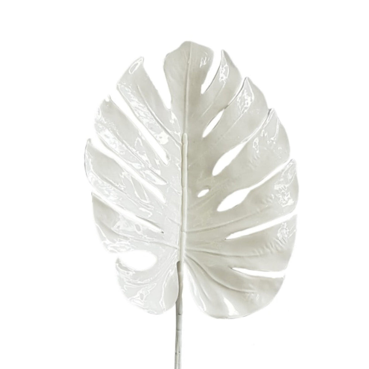 White split philo leaf, close view on white