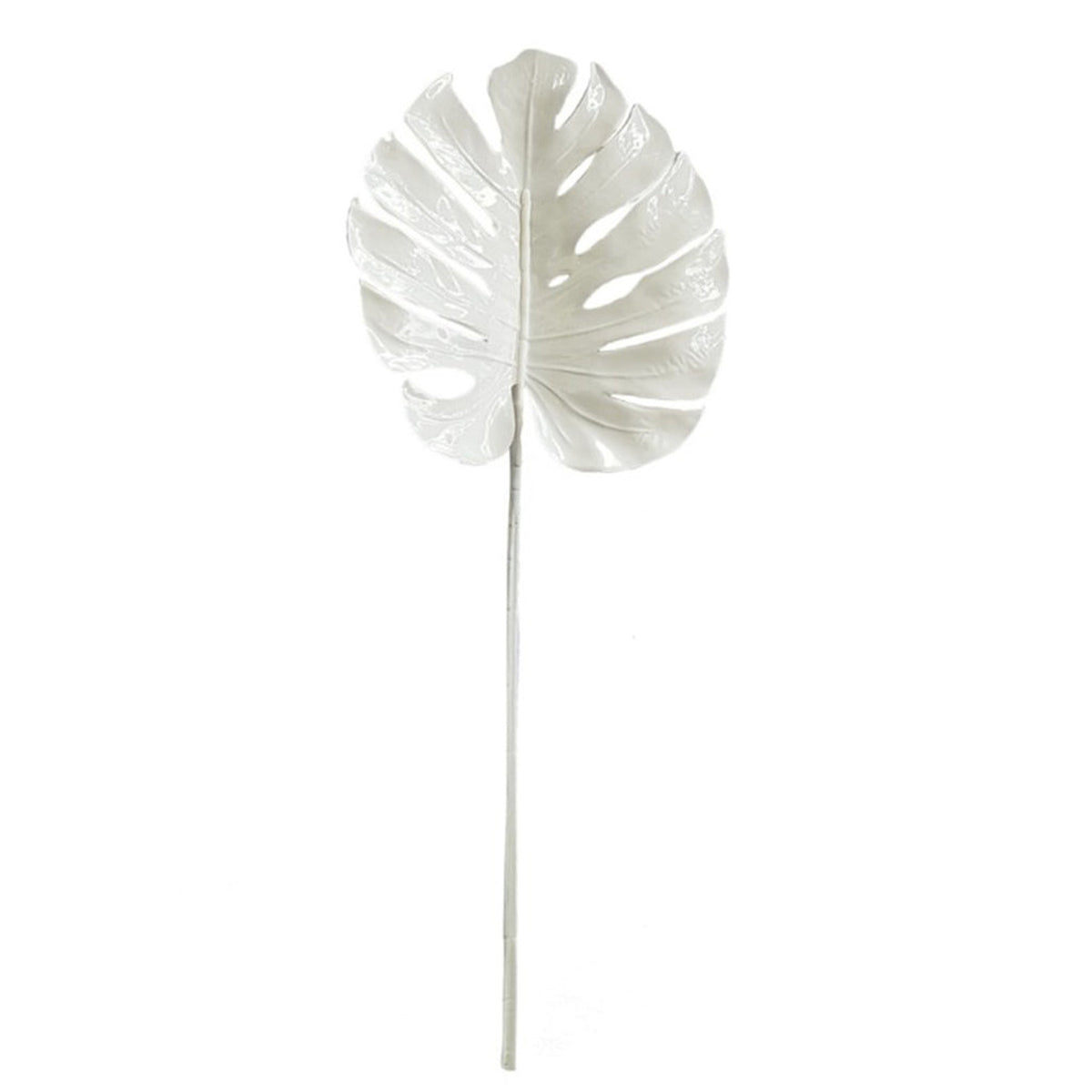 White split philo leaf on a long stem, on white