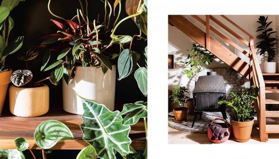 Spread from the book with close leafy pot plants and a staircase lined with terracotta pots