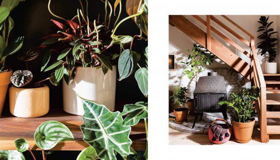 HOUSE PLANTED: CHOOSING, GROWING, AND STYLING THE PERFECT PLANTS FOR YOUR SPACE