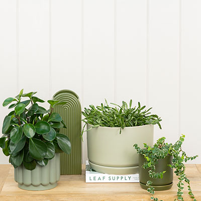 A group of green potted plants on a wooden table with XL Oslo Planter Ice White planters and saucers for drainage manufactured by Potted.