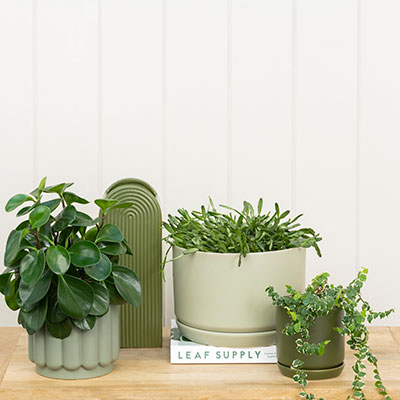 Oslo Sage planters grouped on a wooden table, sage green stoneware pots with saucers and greenery