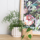 A Potted Vienna Planter - Parchment sits on a wooden table next to a framed print.