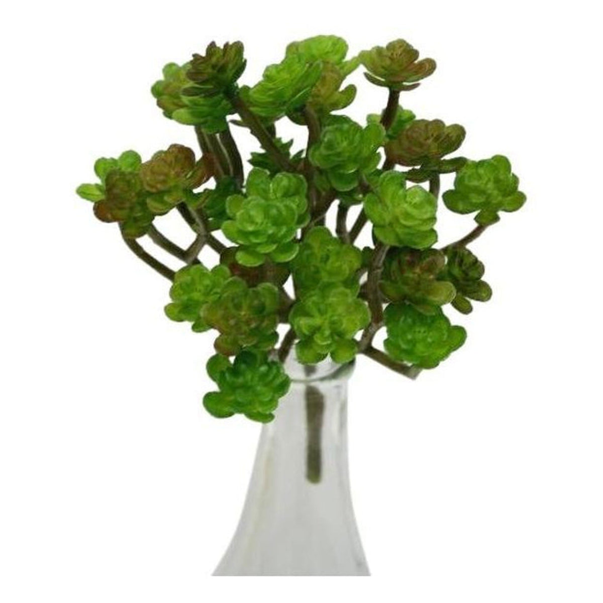 Mini succulent bush with clusters of green rosettes on a white stem, on white