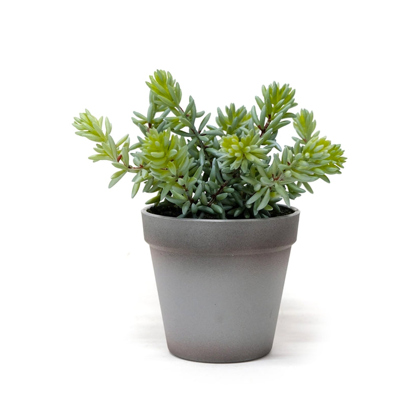 An Angelina Succulent Grey Pot by Artificial Flora on a white background.