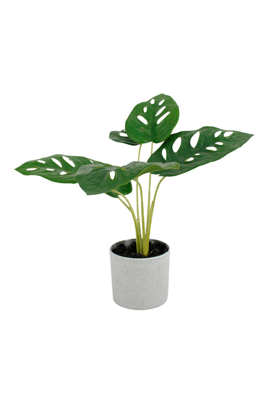 Swiss Cheese Plant, 24cm Potted Faux Mini Monstera