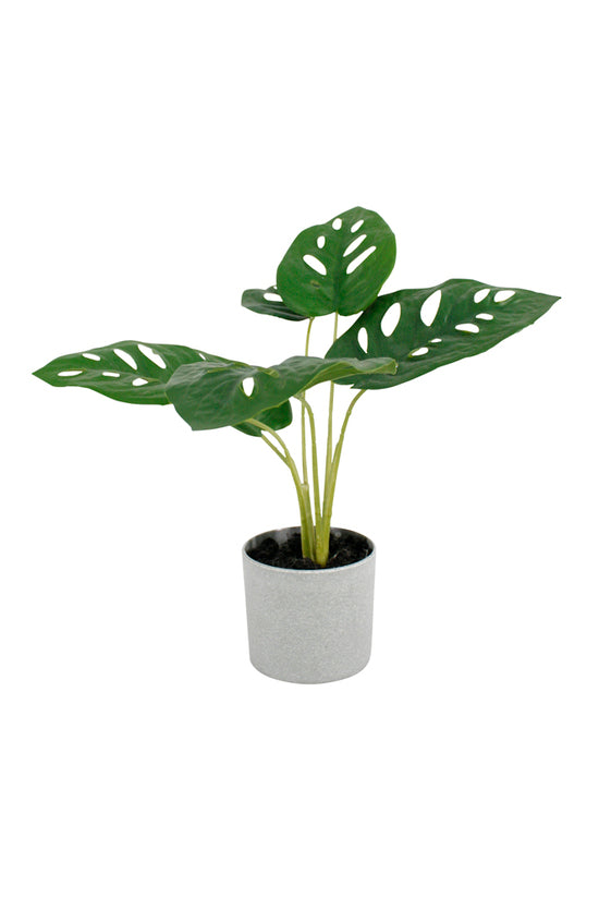 Swiss Cheese Plant Potted 24cm