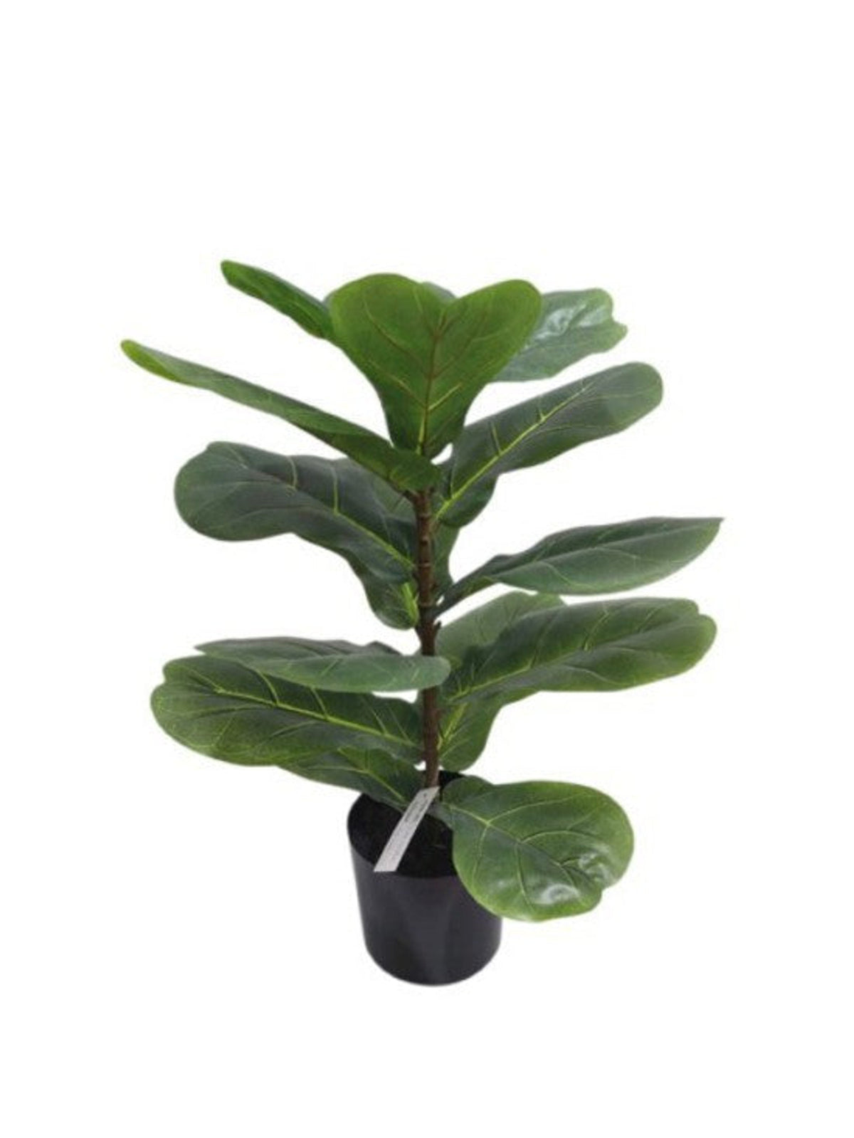 Fiddle Leaf Plant 56cm, broad violin-shaped leaves in a black nursery pot, on white