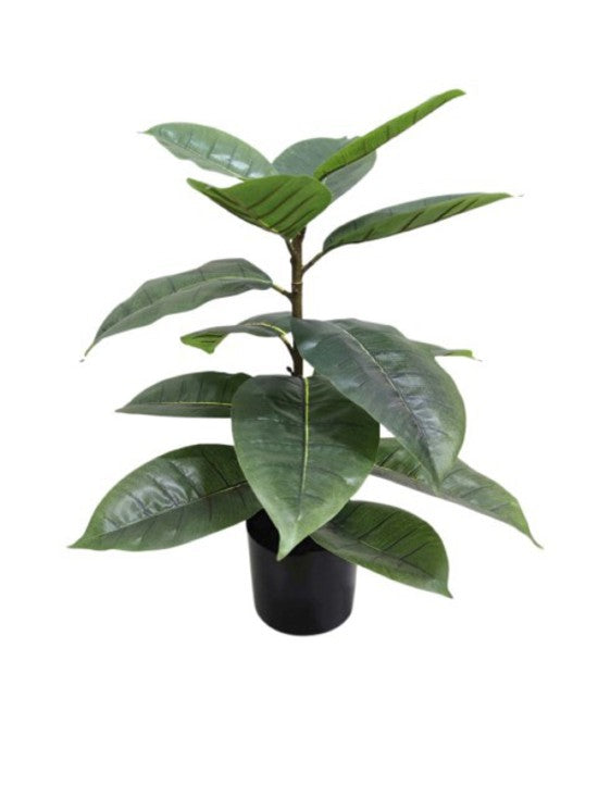 An Artificial Flora Rubber Plant Potted 56cm in a black pot.