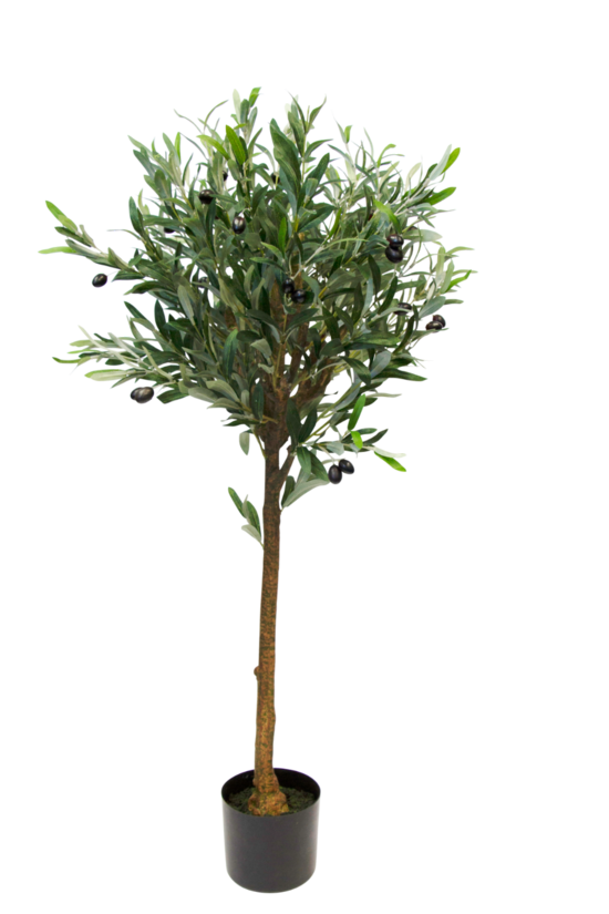 Olive Topiary 1.15m