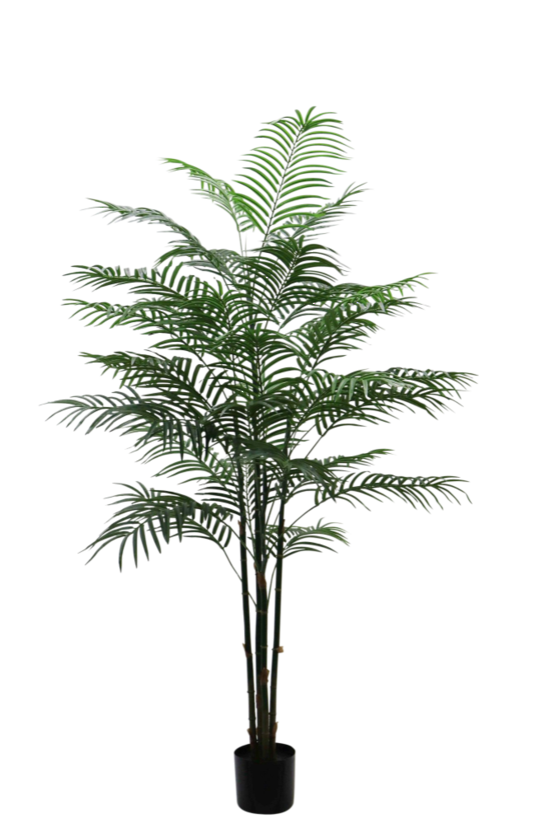 A Artificial Flora Delux Reed Palm Potted 1.5m adds greenery to any space with no hassle.