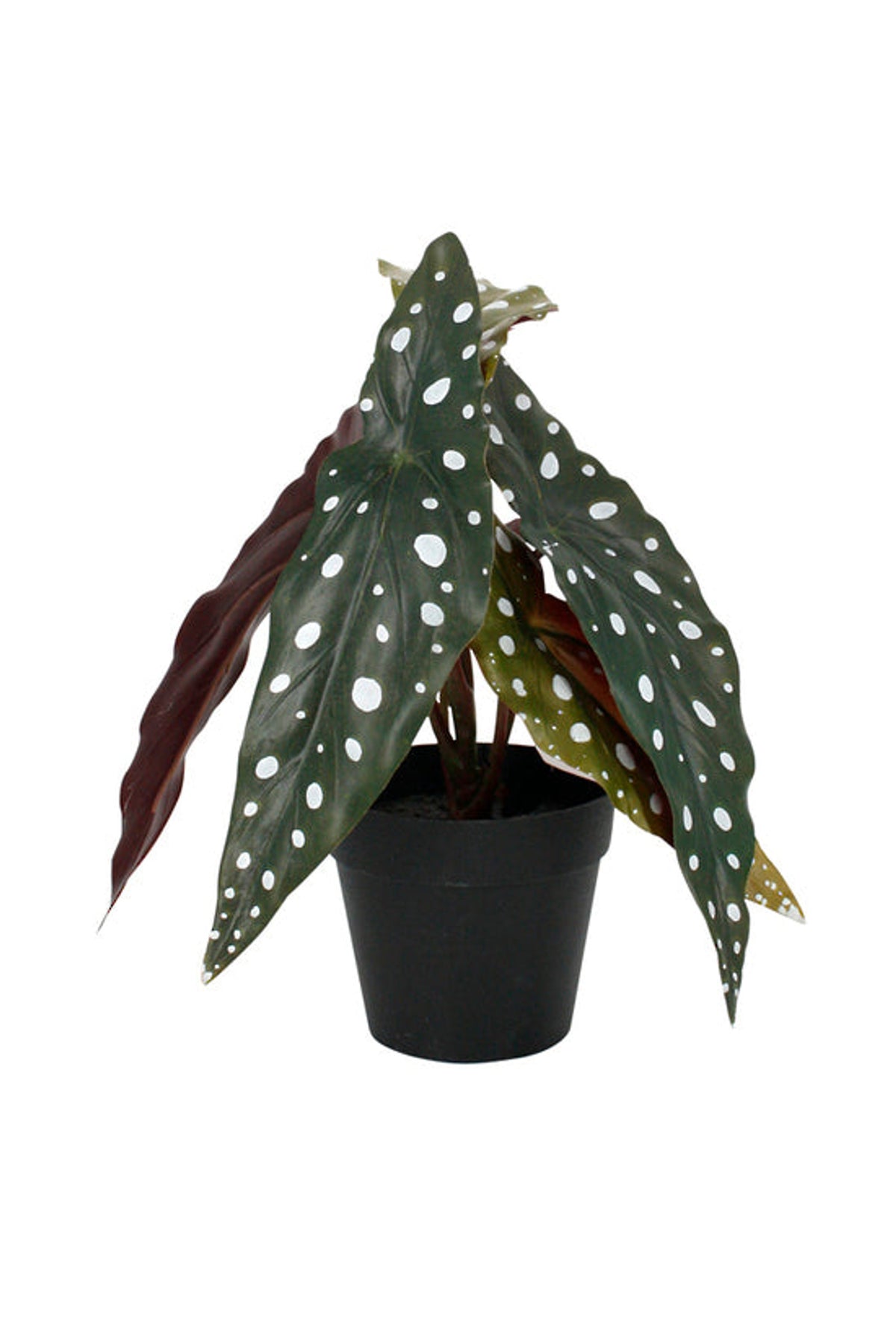 Angel wing begonia with spotted leaves in a black pot, on white