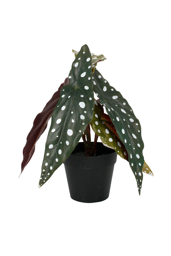 Angel Wing Begonia, 24cm Potted Faux Plant