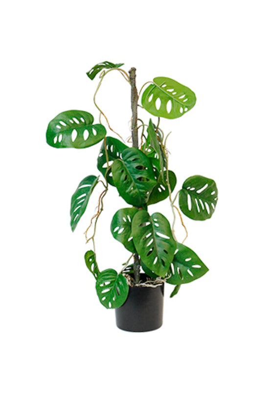 Swiss Cheese Vining Plant, 63.5cm Potted Faux Monstera